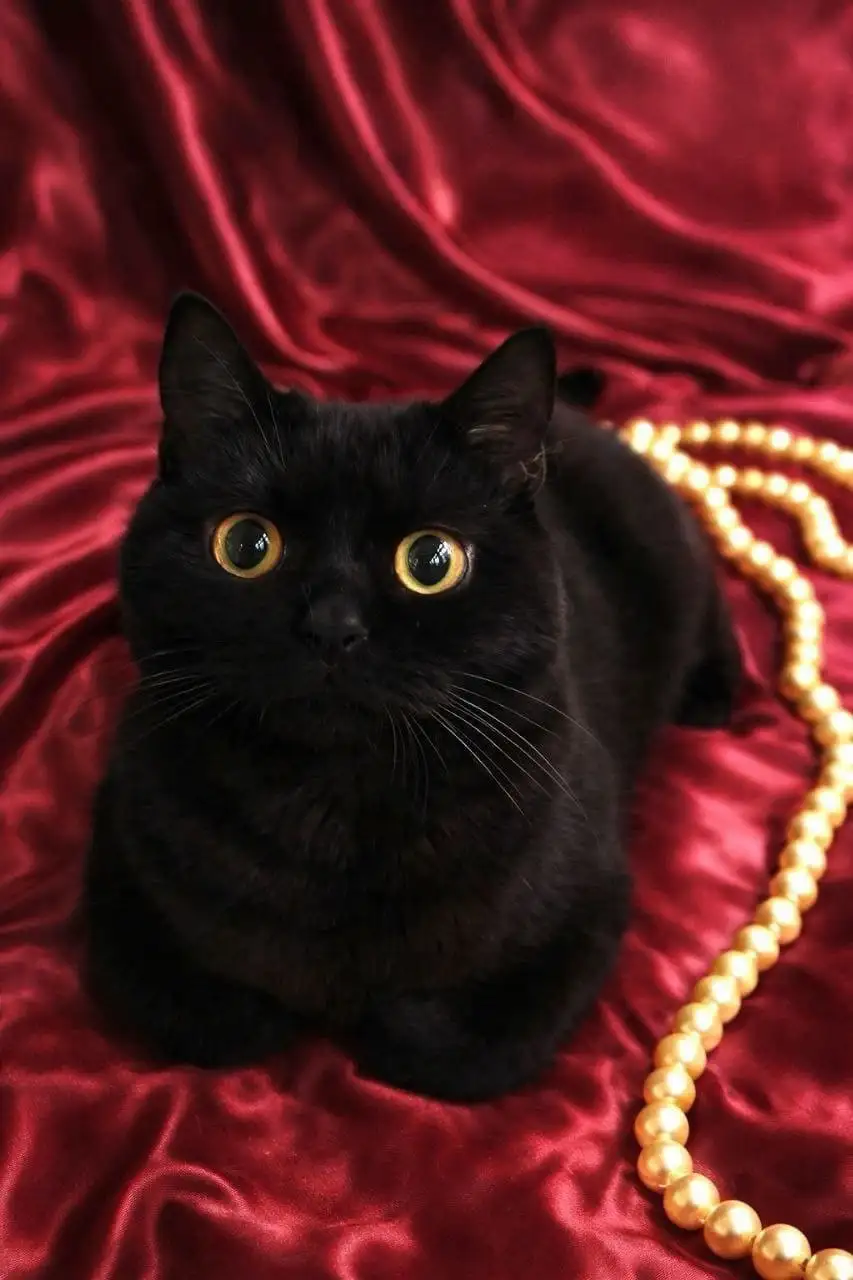 Продажа шотландских кошек из питомника - Кошки (Животные) в Сургут