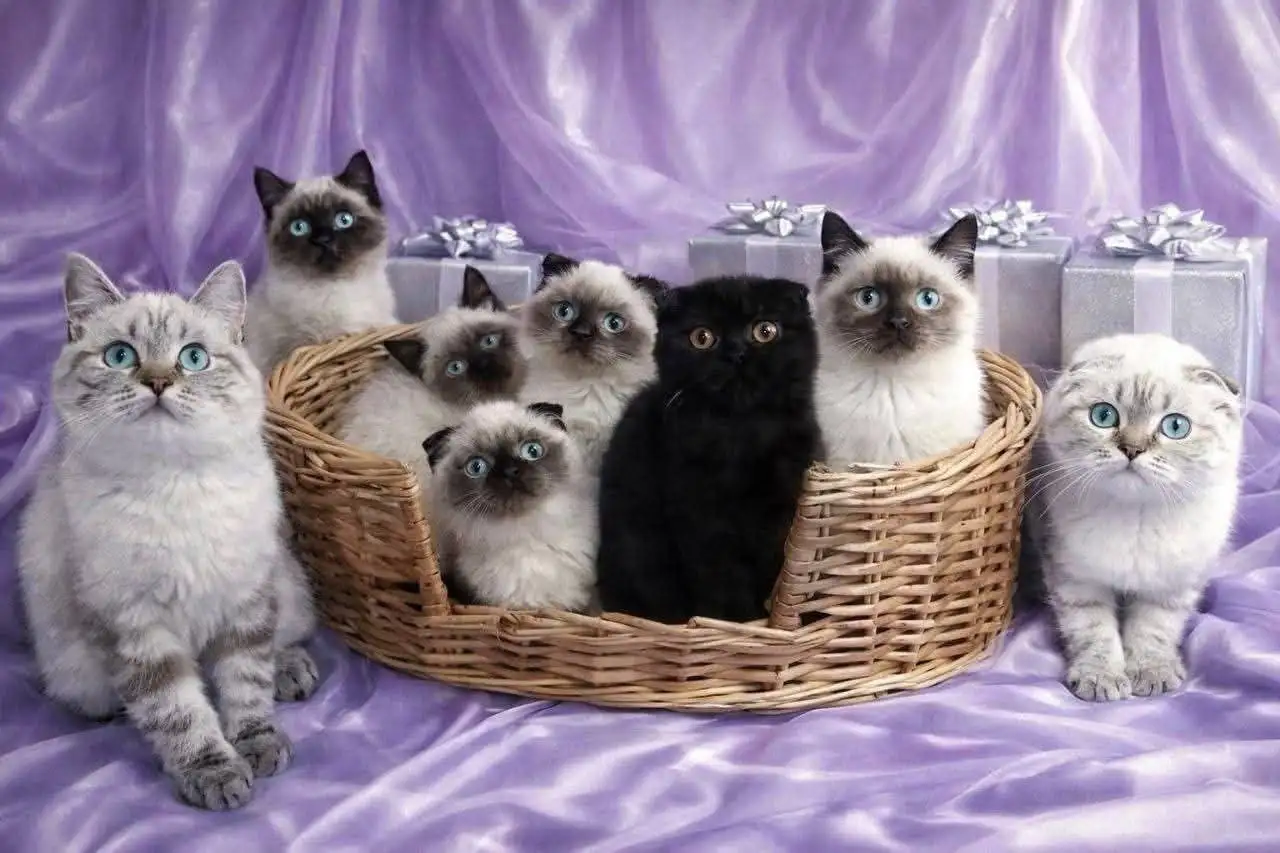 Продажа шотландских кошек из питомника - Кошки (Животные) в Сургут