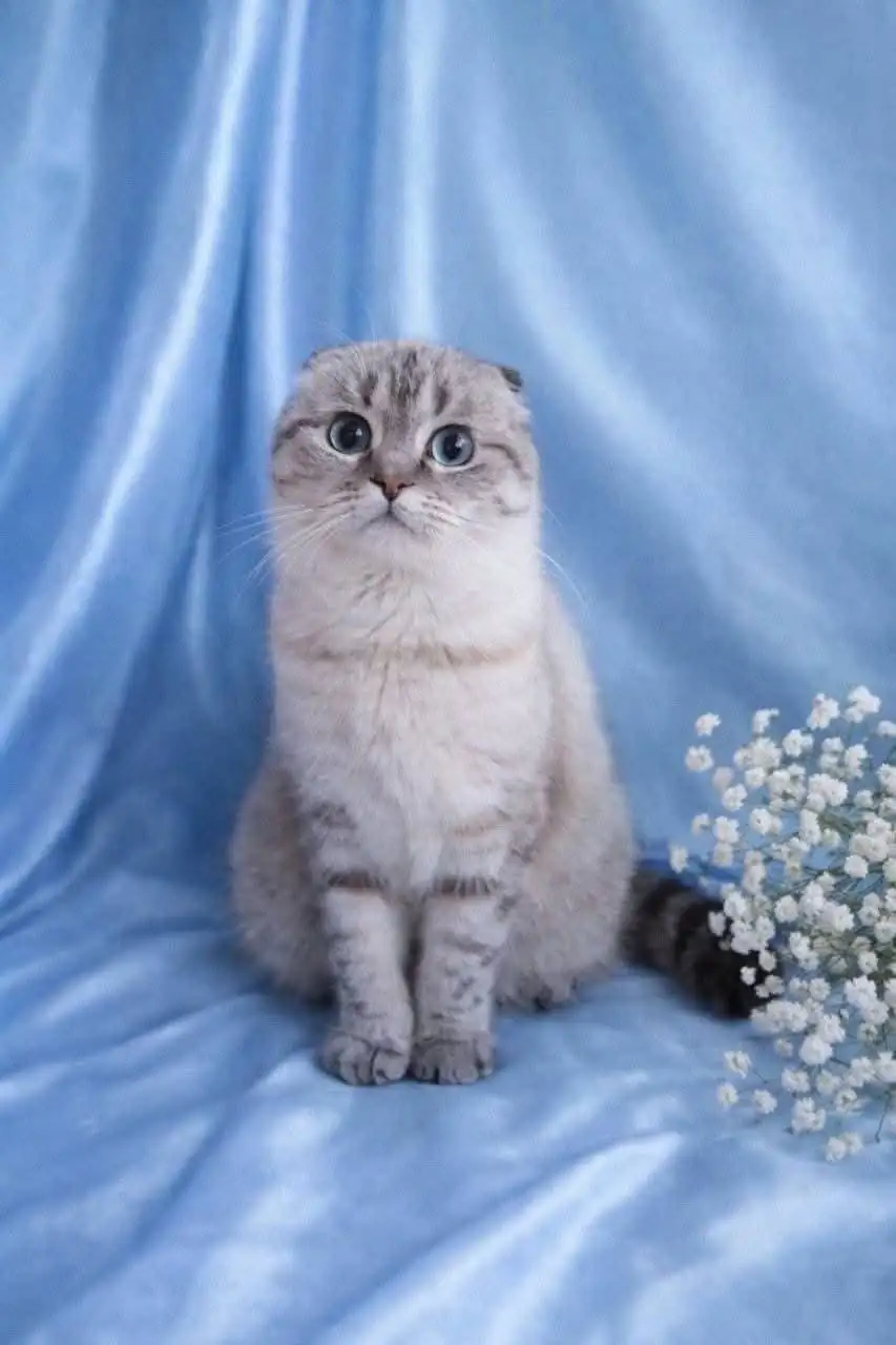 Продажа шотландских кошек из питомника - Кошки (Животные) в Сургут