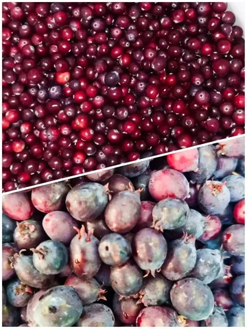 Продажа свежезамороженной клюквы и ирги - Цифровые товары в Сургут