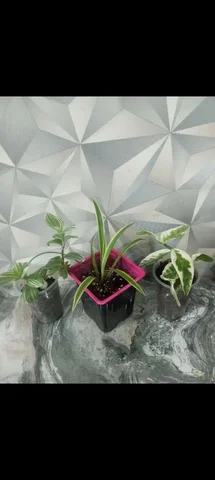 Продам набор укорененных цветов Хлорофитум Традесканция Педилантус - Билеты в Сургут