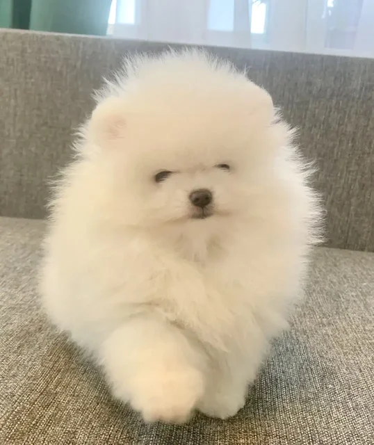 Продажа щенка померанского шпица - Животные в Тюмень