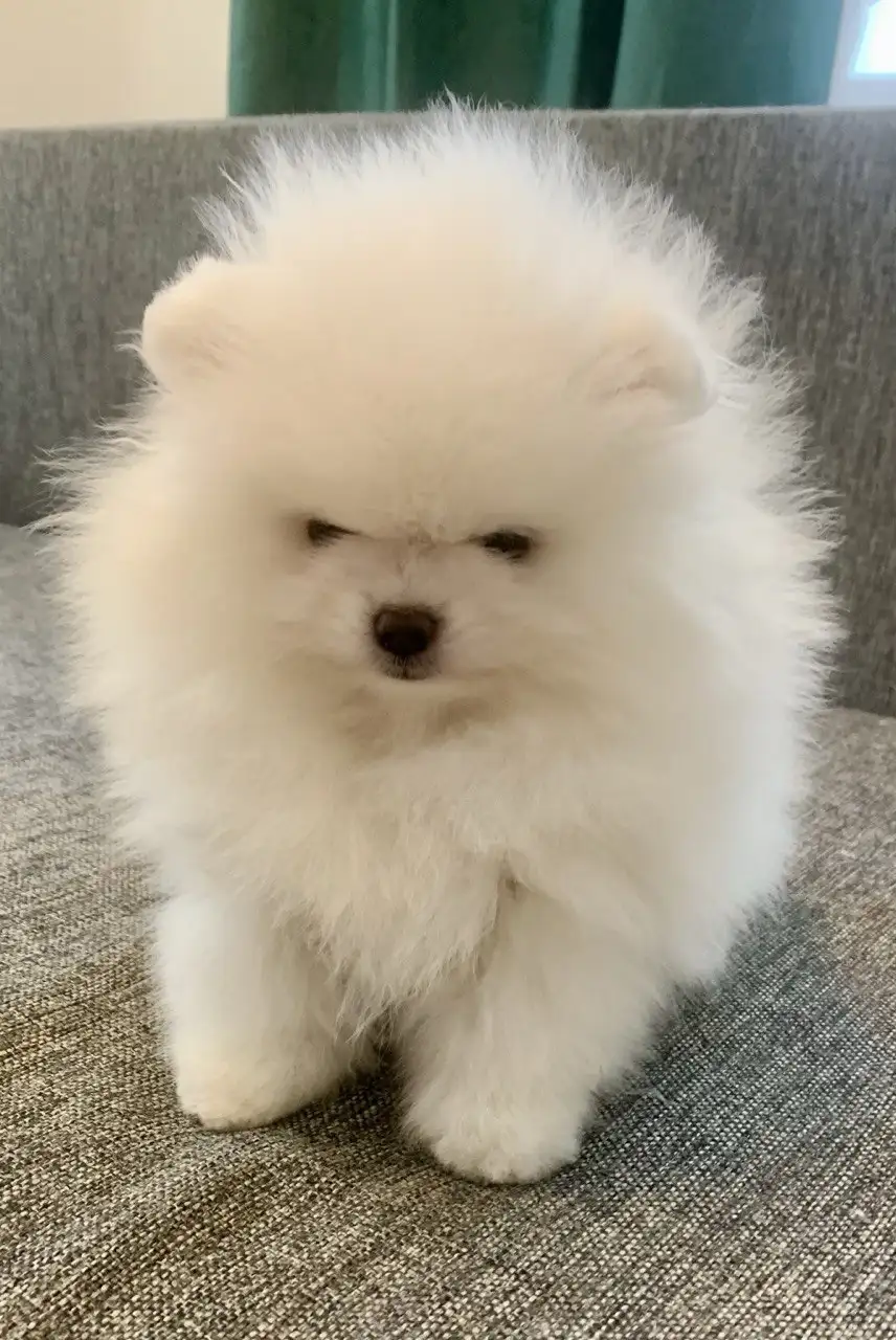 Продажа щенка померанского шпица - Собаки (Животные) в Тюмень