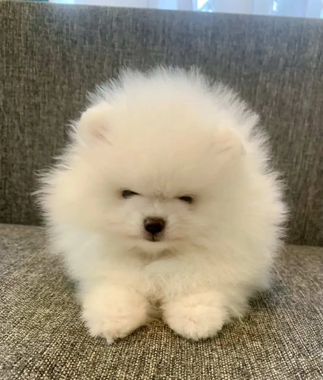 Продажа щенка померанского шпица - Собаки (Животные) в Тюмень