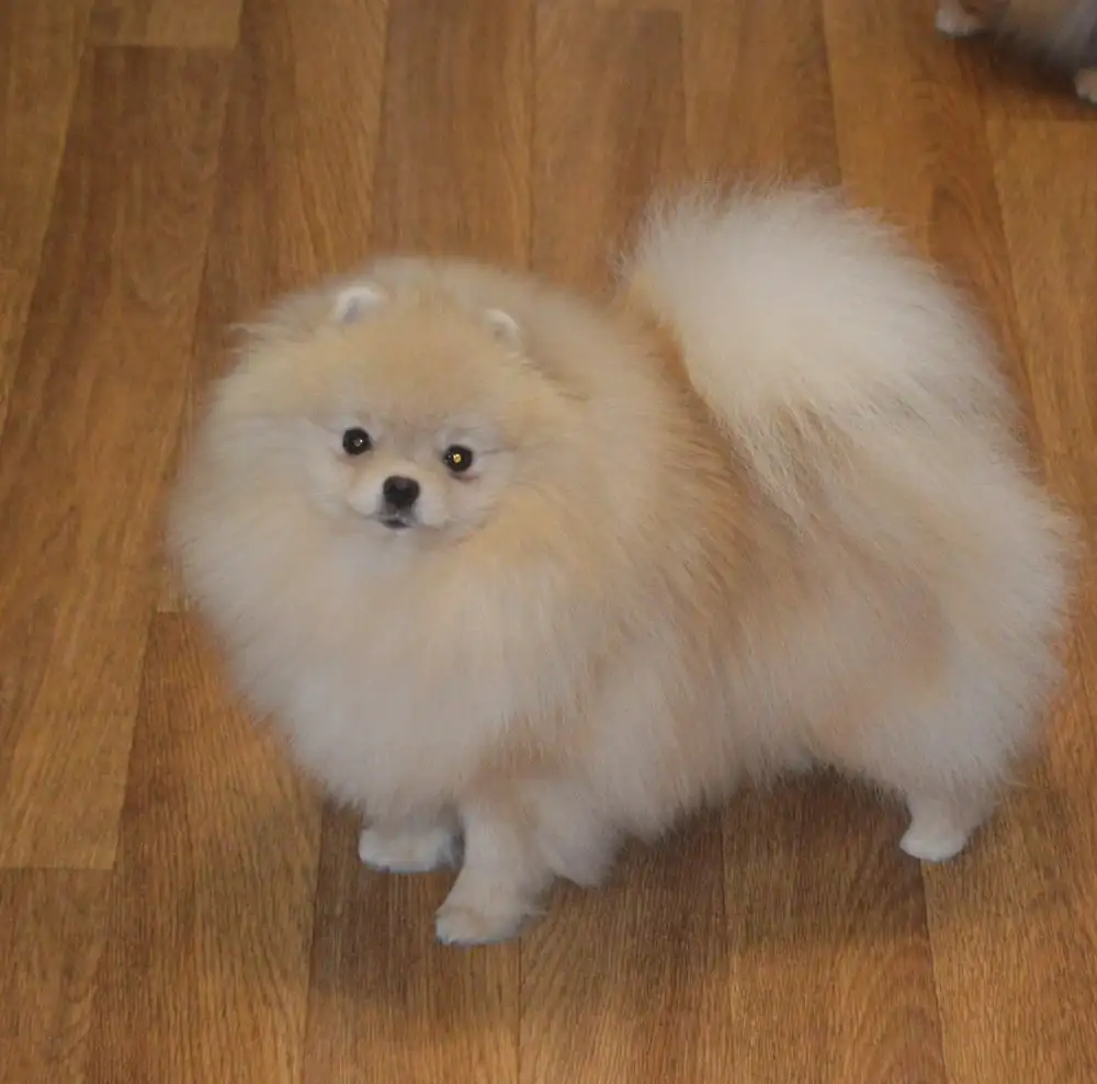 Продается кремовый померанский шпиц - Собаки (Животные) в Тюмень