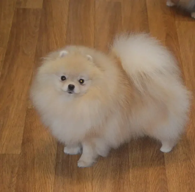 Продается кремовый померанский шпиц - Животные в Тюмень