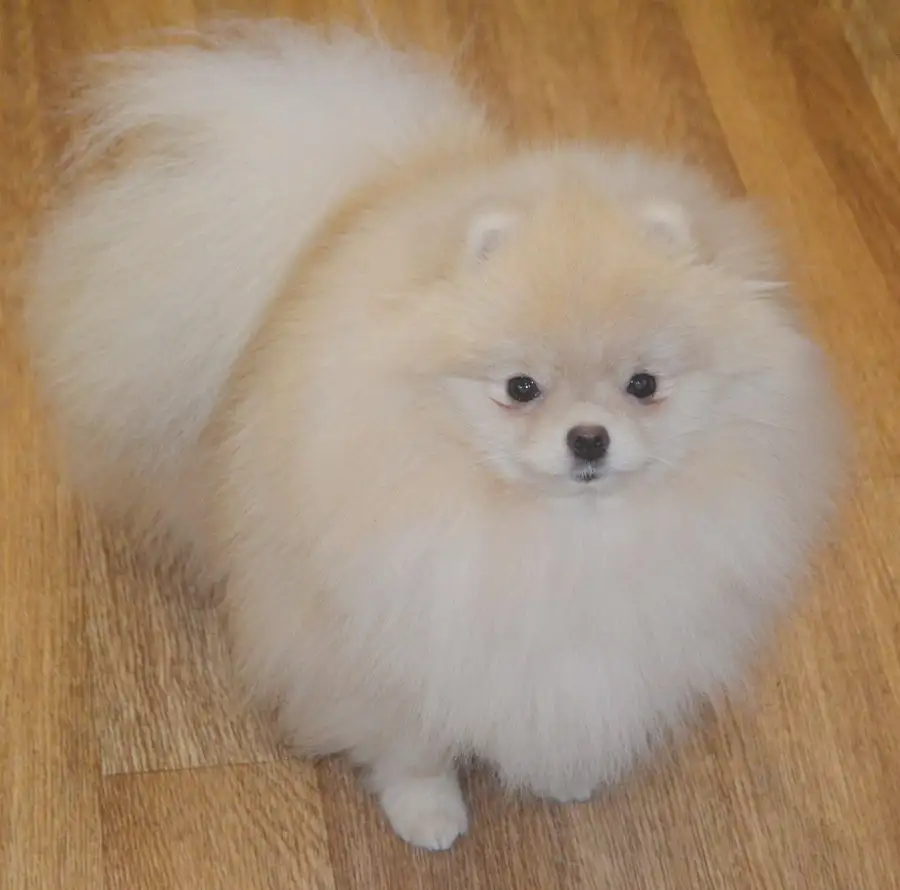 Продается кремовый померанский шпиц - Собаки (Животные) в Тюмень