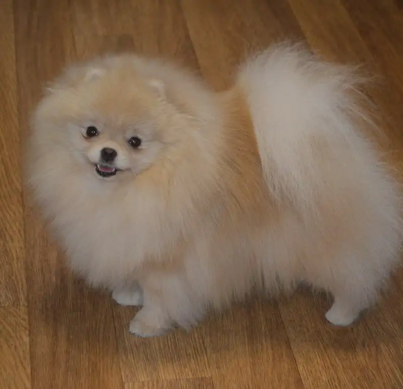 Продается кремовый померанский шпиц - Собаки (Животные) в Тюмень