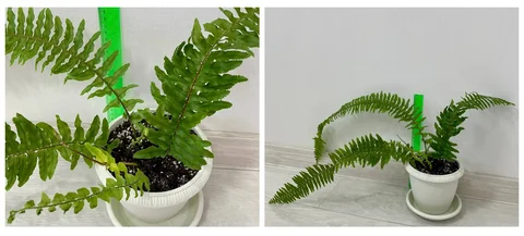 Продается папоротник в новом горшке 1.6 л - Творчество в Сургут