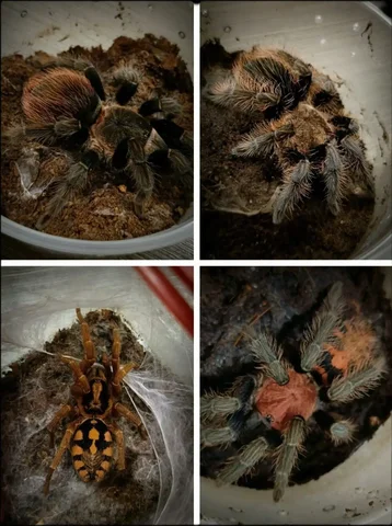 Продажа пауков-птицеедов в Сургуте - Собаки в Сургут