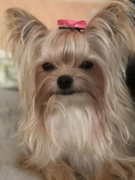 Щенки йоркширского терьера мини - Собаки (Животные) в Сургут