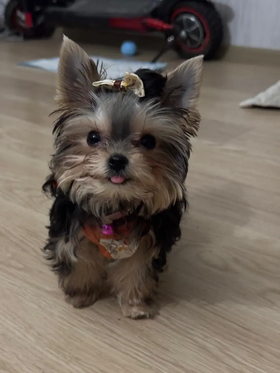 Щенки йоркширского терьера мини - Собаки (Животные) в Сургут