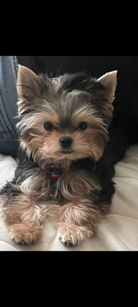 Щенки йоркширского терьера мини - Собаки (Животные) в Сургут
