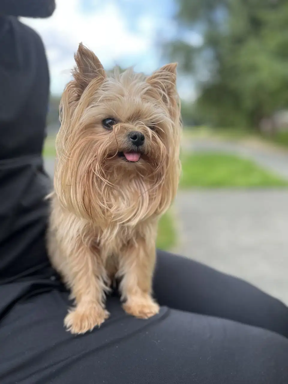 Щенки йоркширского терьера мини - Собаки (Животные) в Сургут