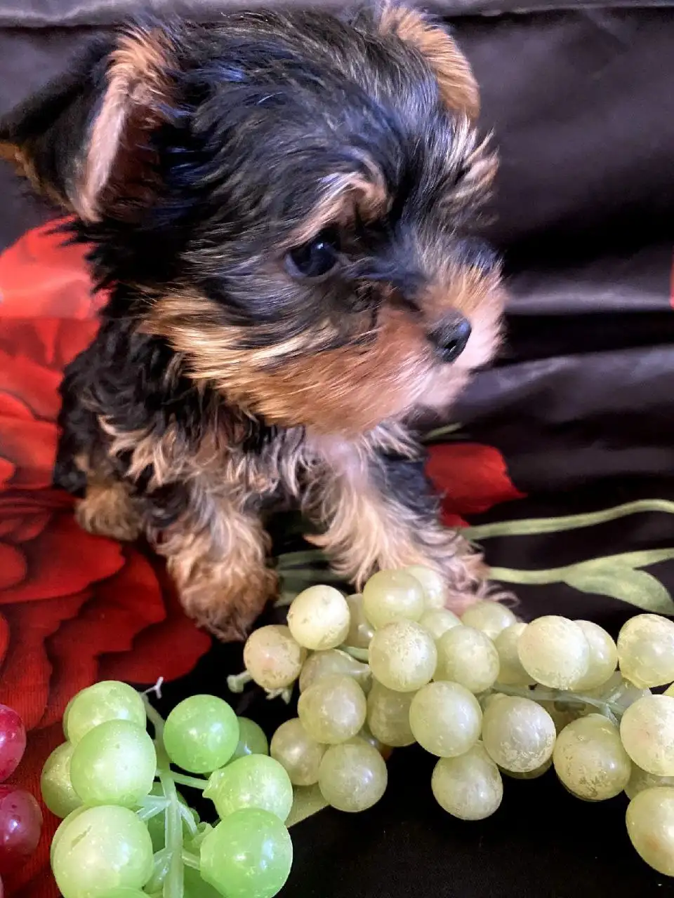 Щенки йоркширского терьера мини - Собаки (Животные) в Сургут