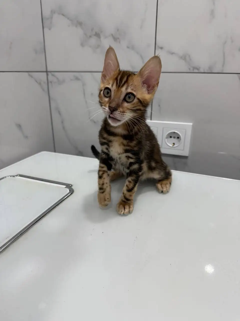 Продаются бенгальские котята - Кошки (Животные) в Сургут