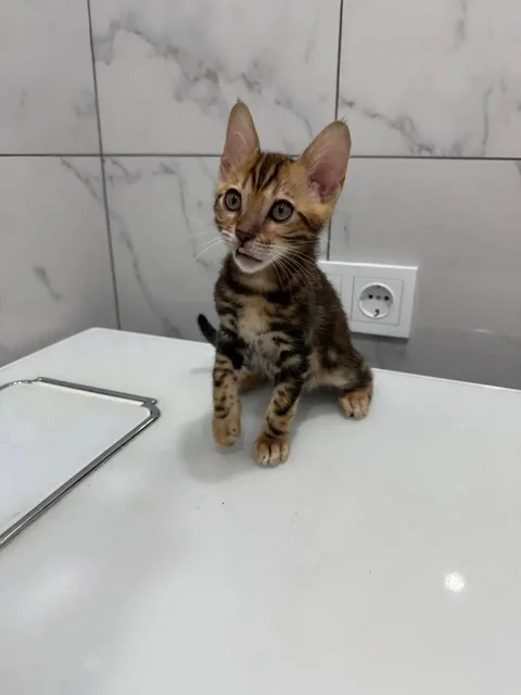 Продаются бенгальские котята - Птицы в Сургут