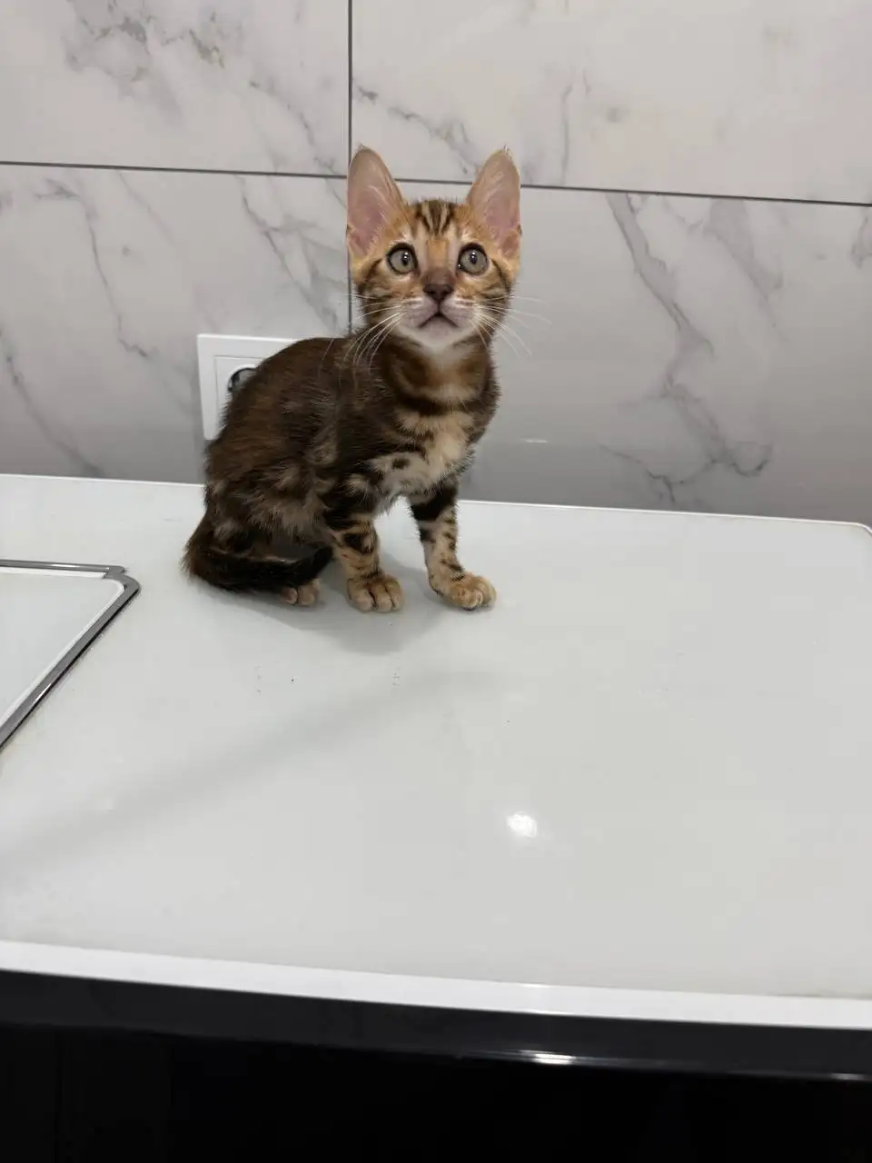 Продаются бенгальские котята - Кошки (Животные) в Сургут