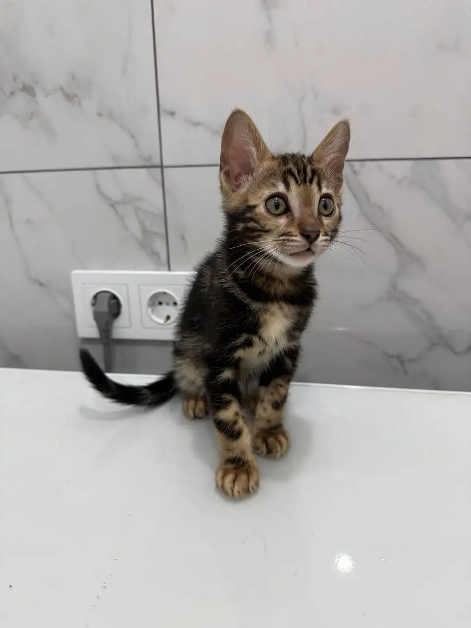 Продаются бенгальские котята - Кошки (Животные) в Сургут