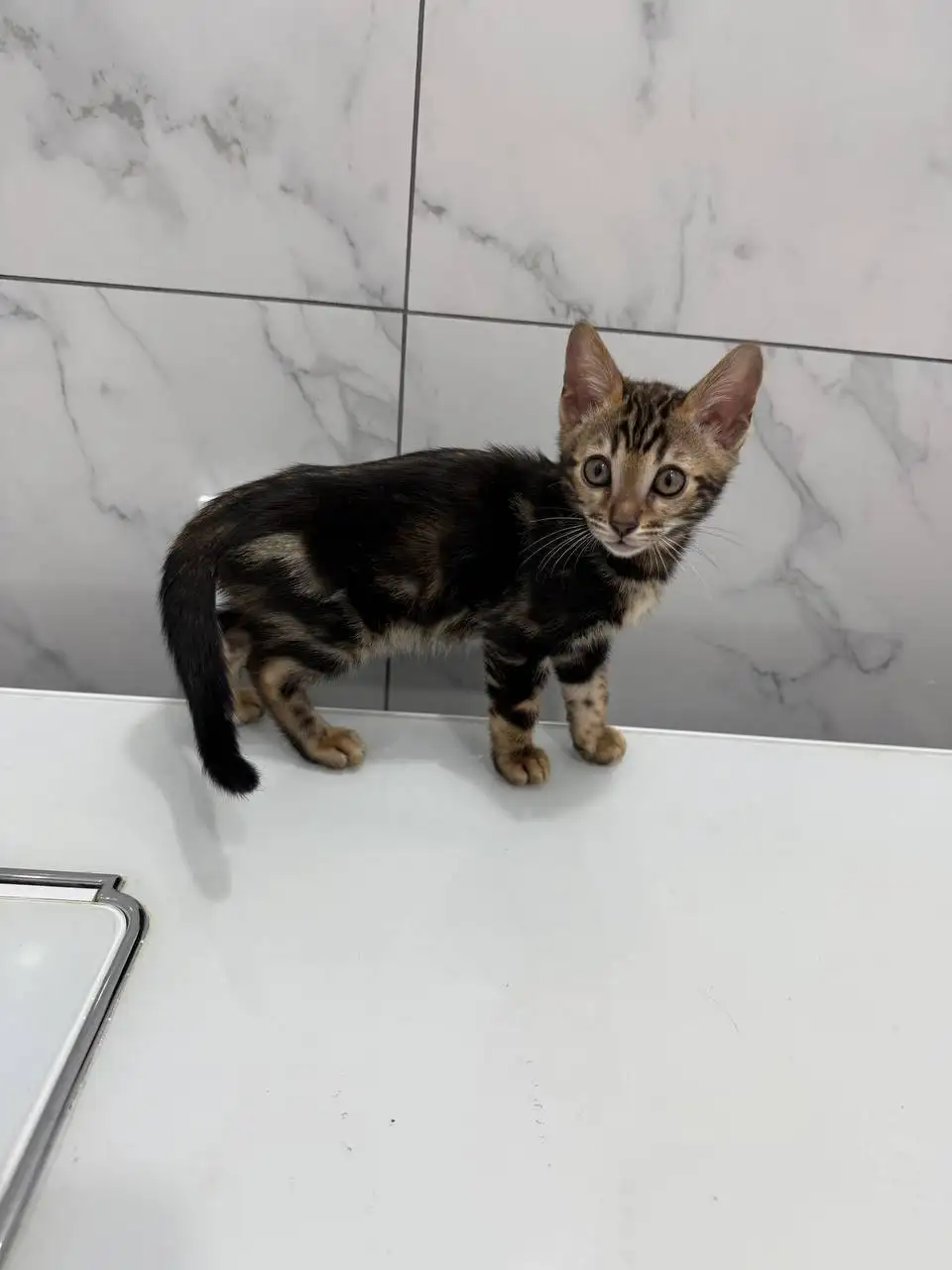 Продаются бенгальские котята - Кошки (Животные) в Сургут