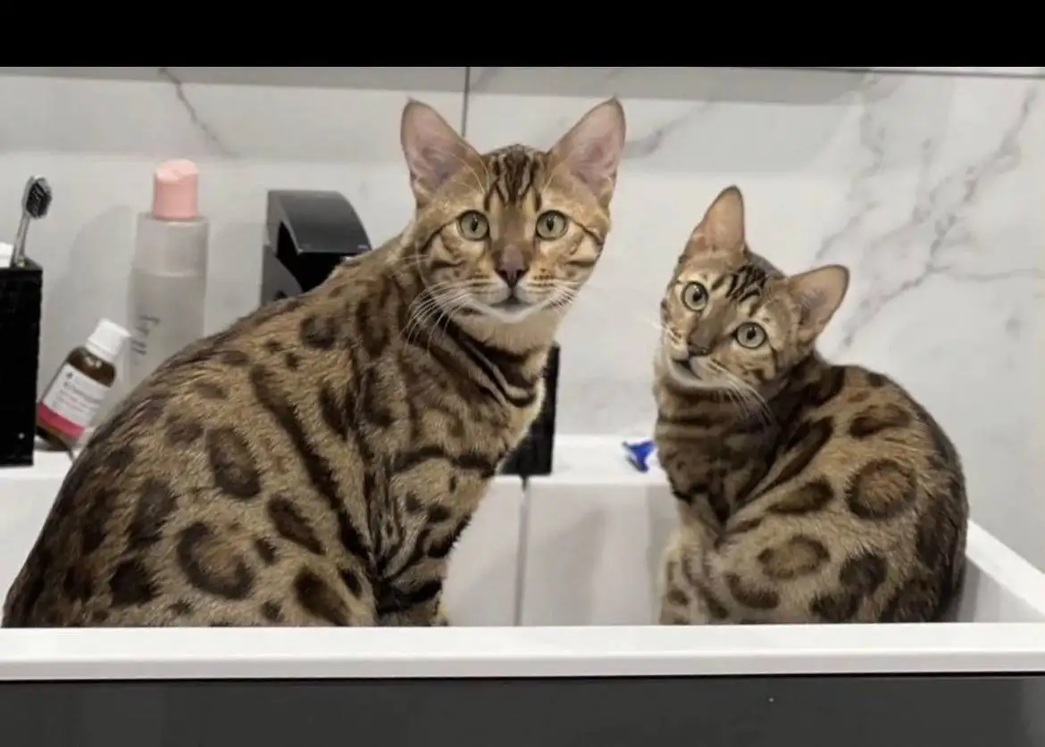 Продаются бенгальские котята - Кошки (Животные) в Сургут