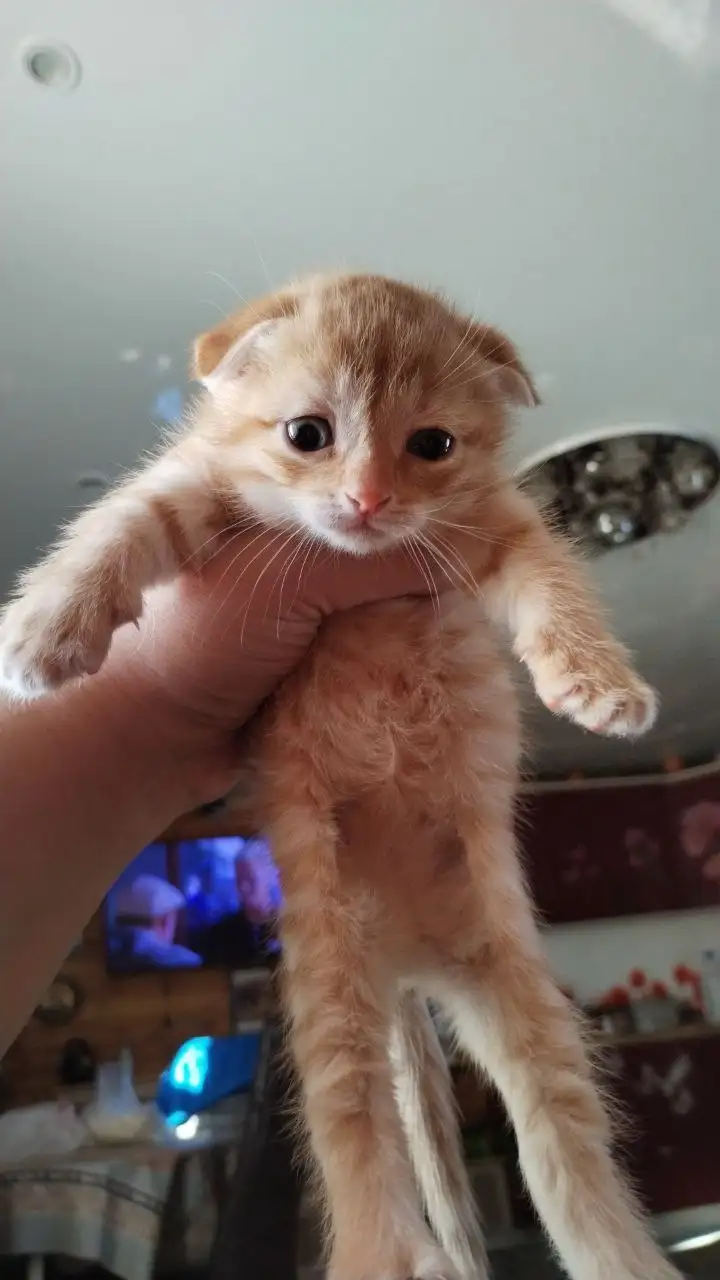 Отдам товар - Барахолка в Сургут