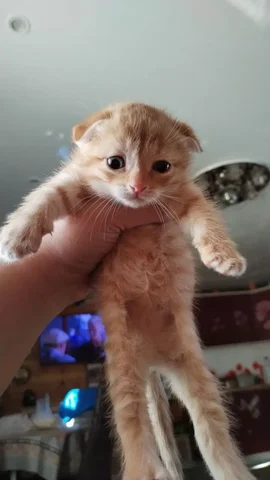 Отдам товар - Сани в Сургут