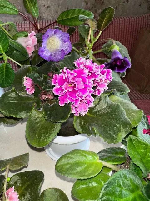 Продам фиалки и глоксинии - Комнатные растения в Сургут