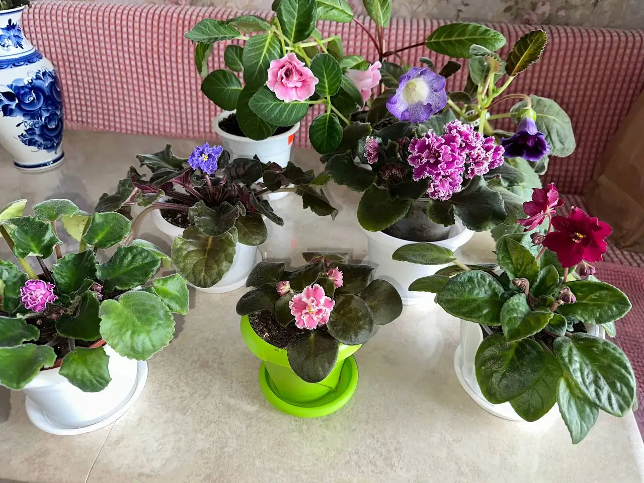 Продам фиалки и глоксинии - Растения (Хобби и отдых) в Сургут