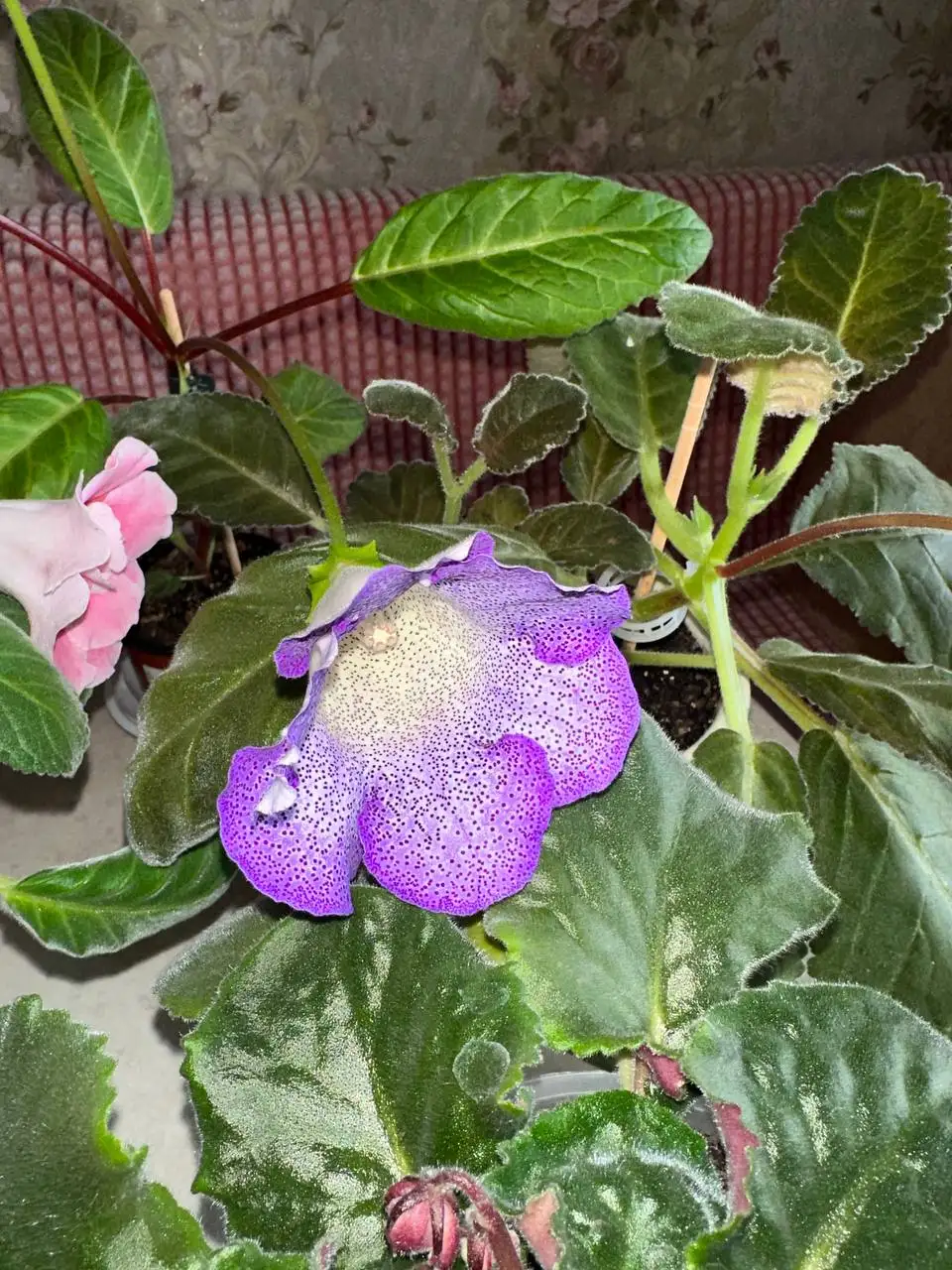 Продам фиалки и глоксинии - Растения (Хобби и отдых) в Сургут