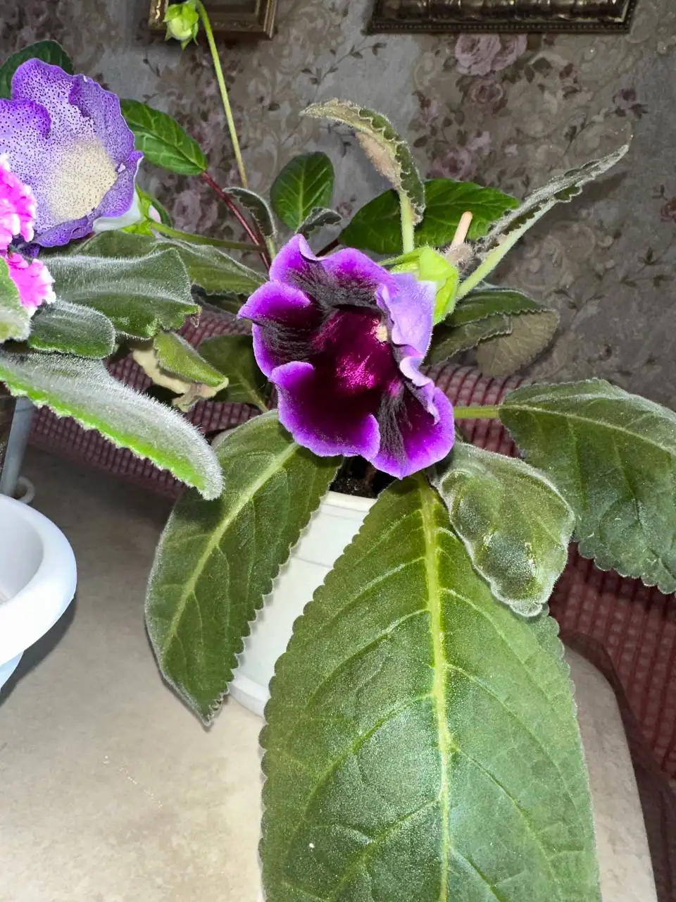 Продам фиалки и глоксинии - Растения (Хобби и отдых) в Сургут