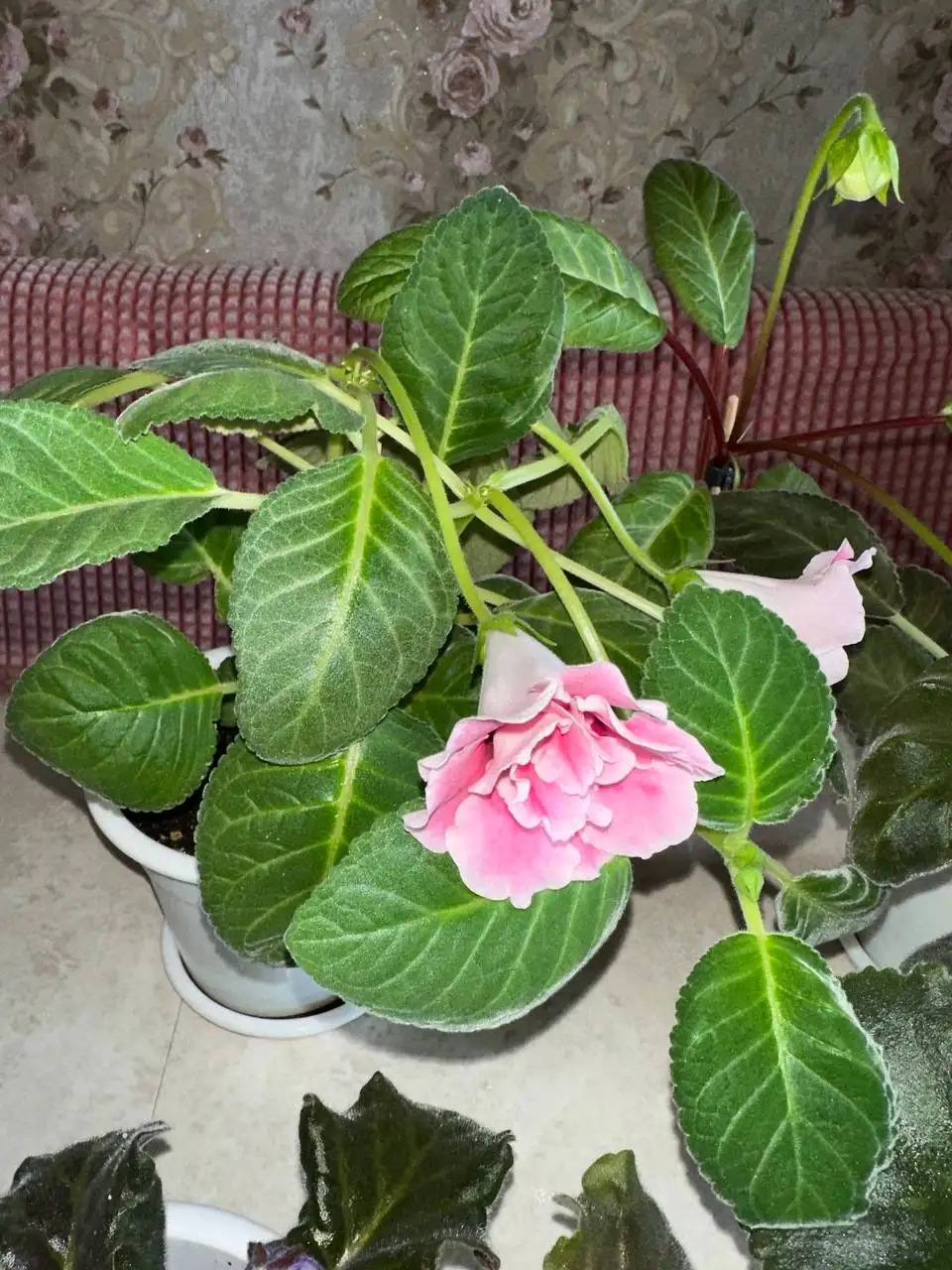 Продам фиалки и глоксинии - Растения (Хобби и отдых) в Сургут