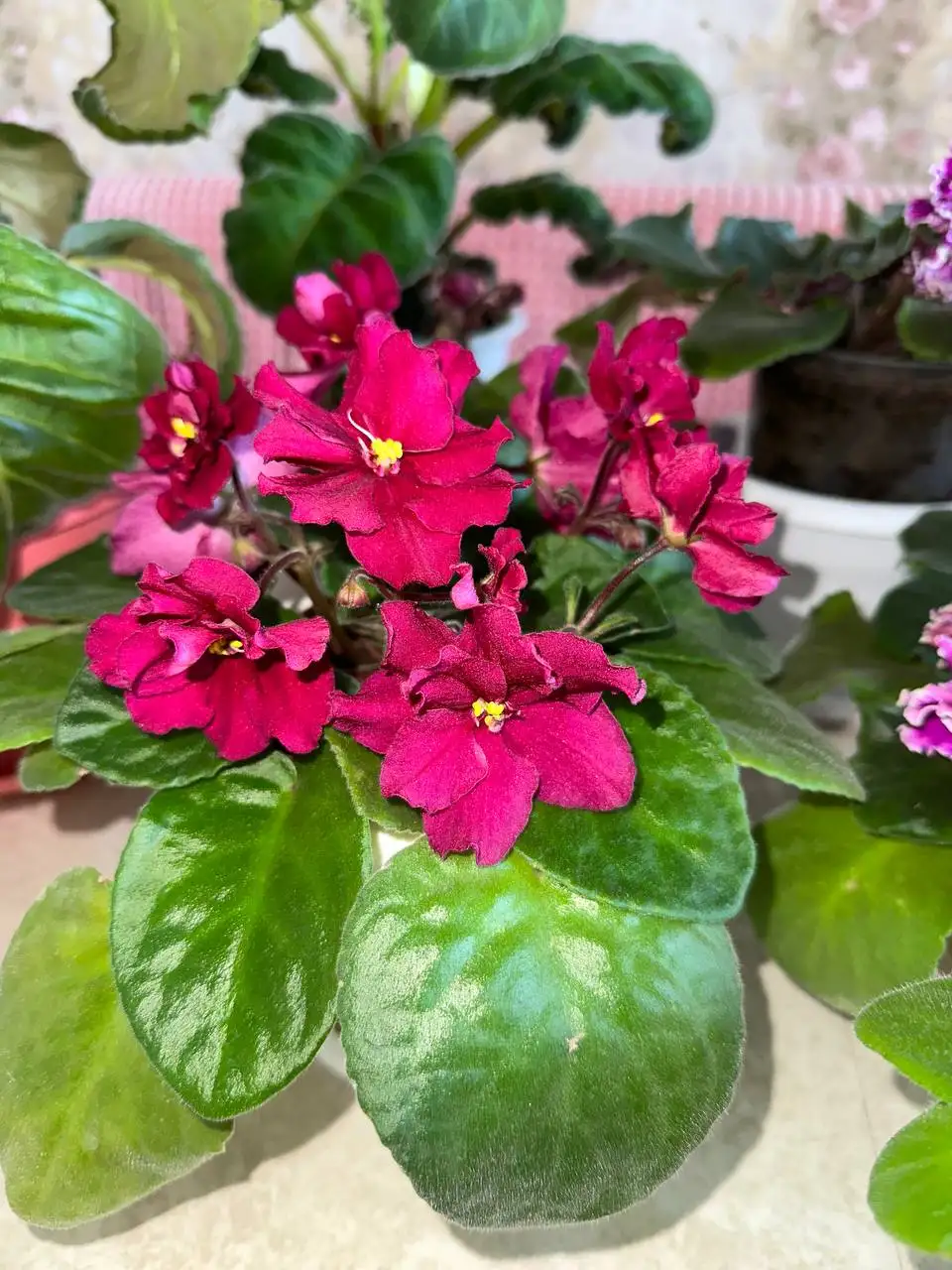 Продам фиалки и глоксинии - Растения (Хобби и отдых) в Сургут