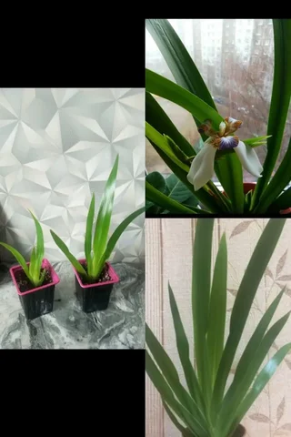 Неомарика Шагающий Ирис - Морские прогулки/экскурсии в Сургут