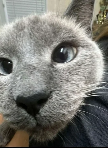 Присмотр за питомцем и растениями в Сургуте - Работа в Сургут