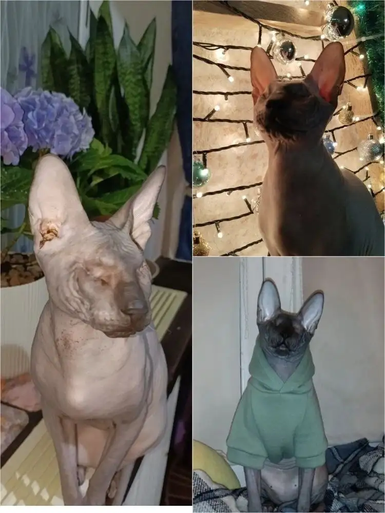 Отдадим кота породы Канадский сфинкс в добрую семью - Кошки (Животные) в Сургут