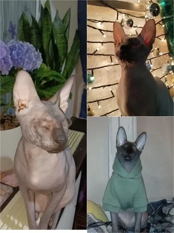 Отдадим кота породы Канадский сфинкс в добрую семью - Животные в Сургут