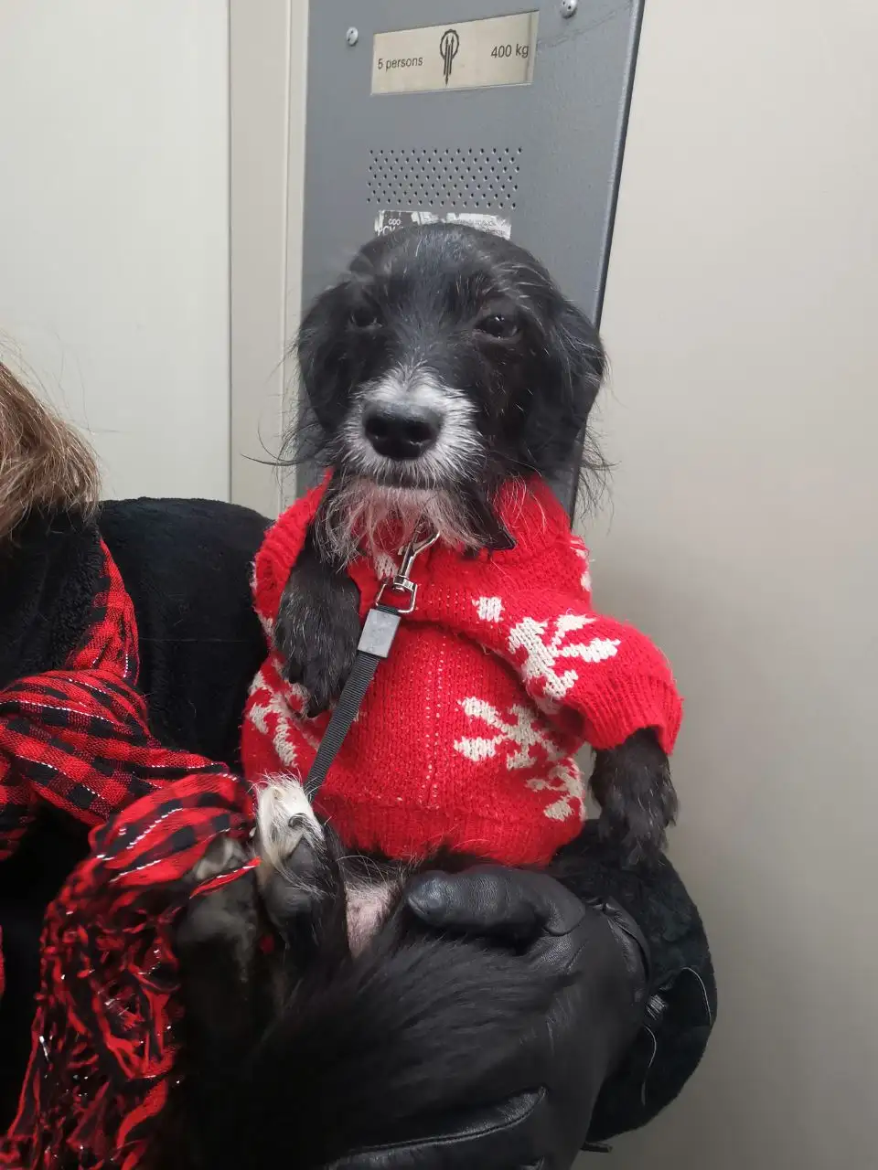 Просьба о помощи с кормом для животных в Сургуте - Корма для животных (Животные) в Сургут