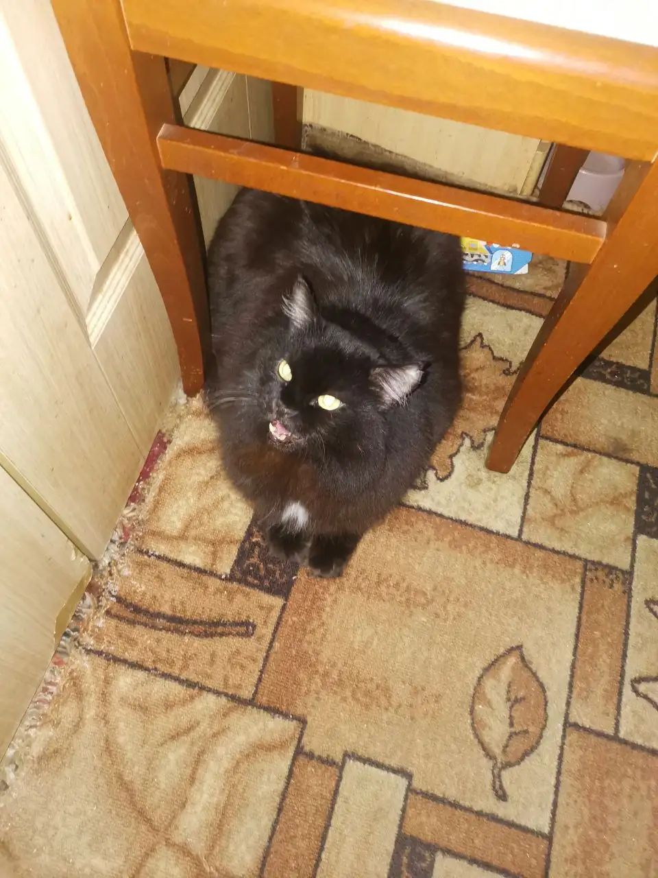 Просьба о помощи с кормом для животных в Сургуте - Корма для животных (Животные) в Сургут