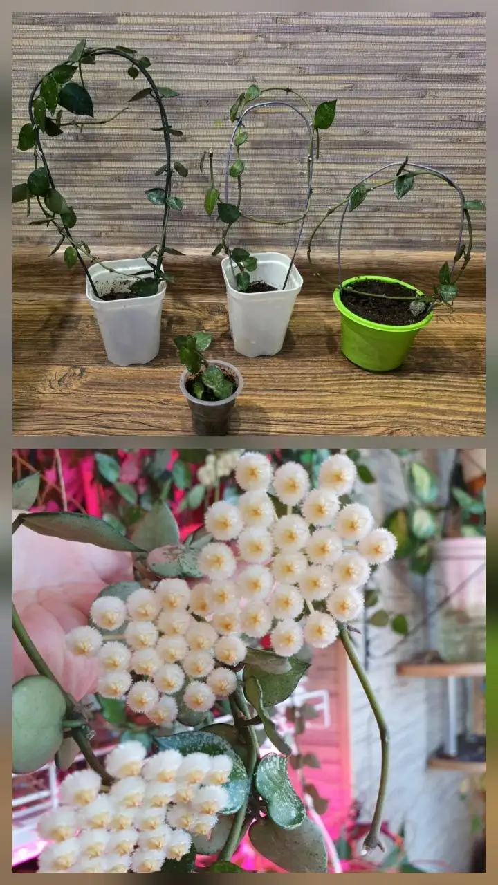 Укоренённые черенки хойи Лакуноза эскимо с цветоносами - Растения (Хобби и отдых) в Сургут