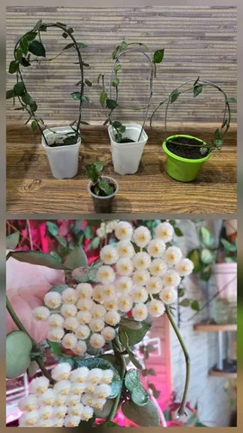 Укоренённые черенки хойи Лакуноза эскимо с цветоносами - Туризм и отдых в Сургут