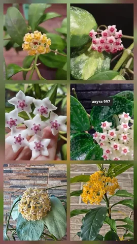 Укоренённые черенки хойи разных сортов - Кальяны в Сургут