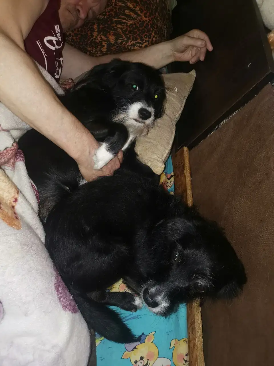 Критическая ситуация с животными в Сургуте - Кошки и собаки (Животные) в Сургут