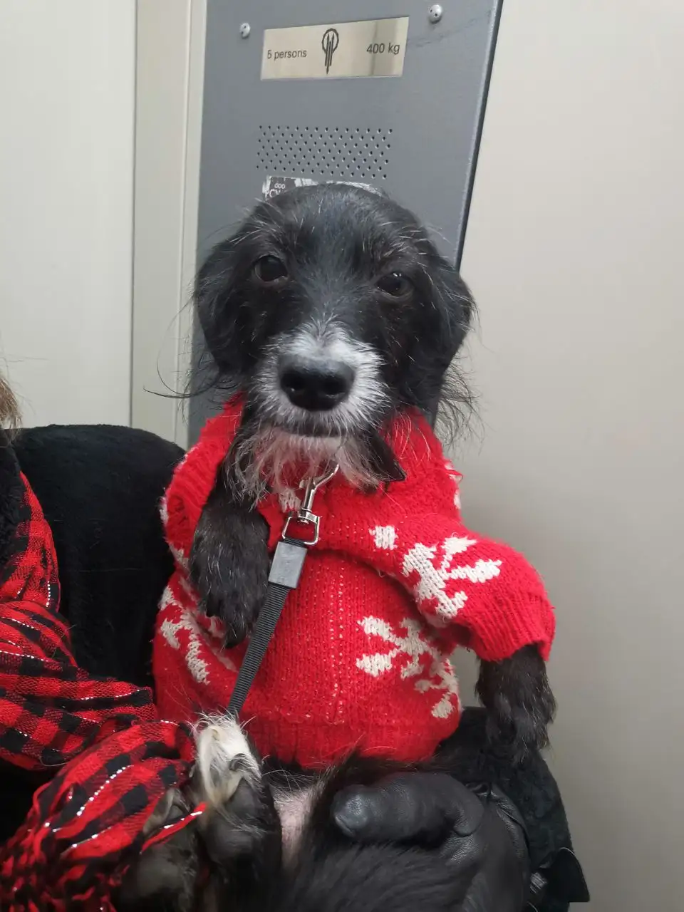 Срочная помощь для животных и людей - Помощь животным (Животные) в Сургут