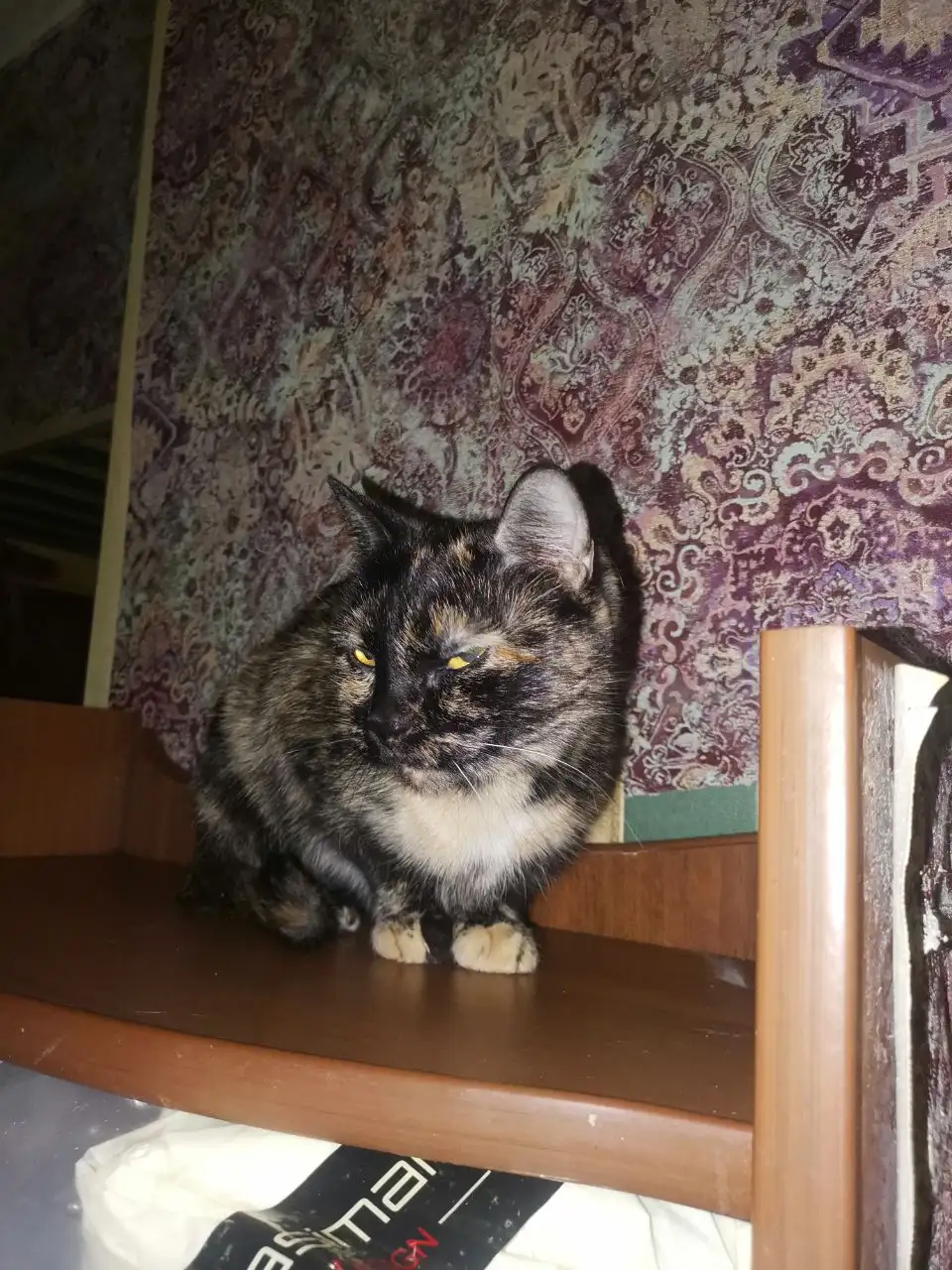 Срочная помощь для животных и людей - Помощь животным (Животные) в Сургут