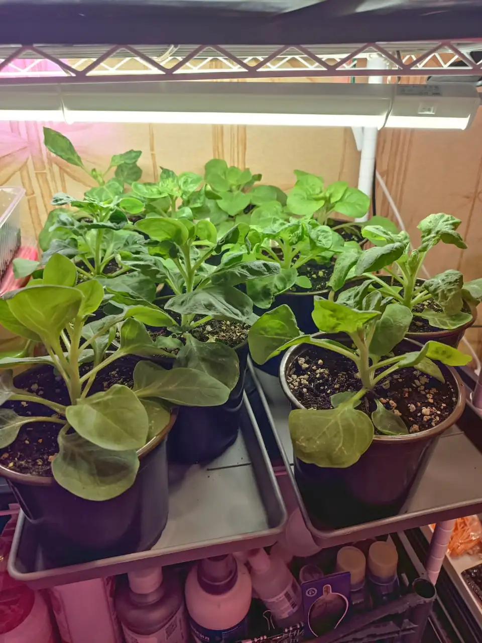 Продам рассаду петунии Превосходнейшая - Рассада (Для дома и дачи) в Сургут