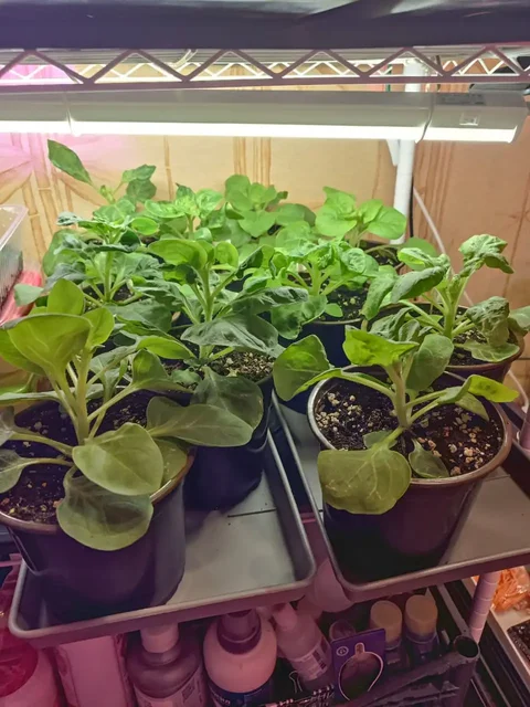 Продам рассаду петунии Превосходнейшая - Сад и огород в Сургут