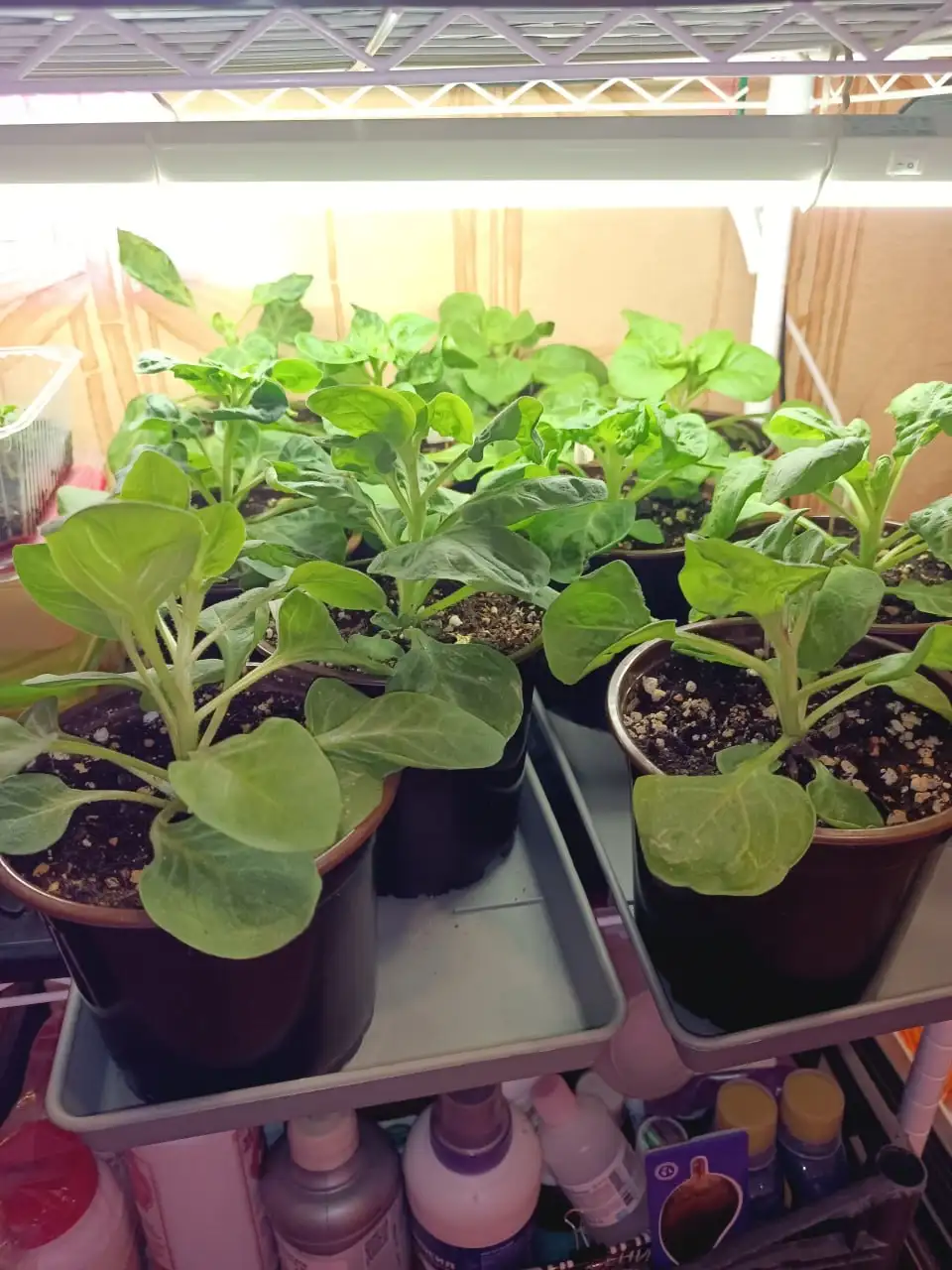 Продам рассаду петунии Превосходнейшая - Рассада (Для дома и дачи) в Сургут