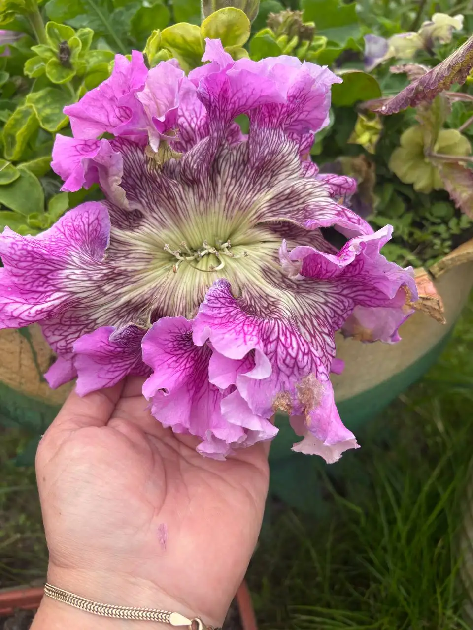 Продам рассаду петунии Превосходнейшая - Рассада (Для дома и дачи) в Сургут