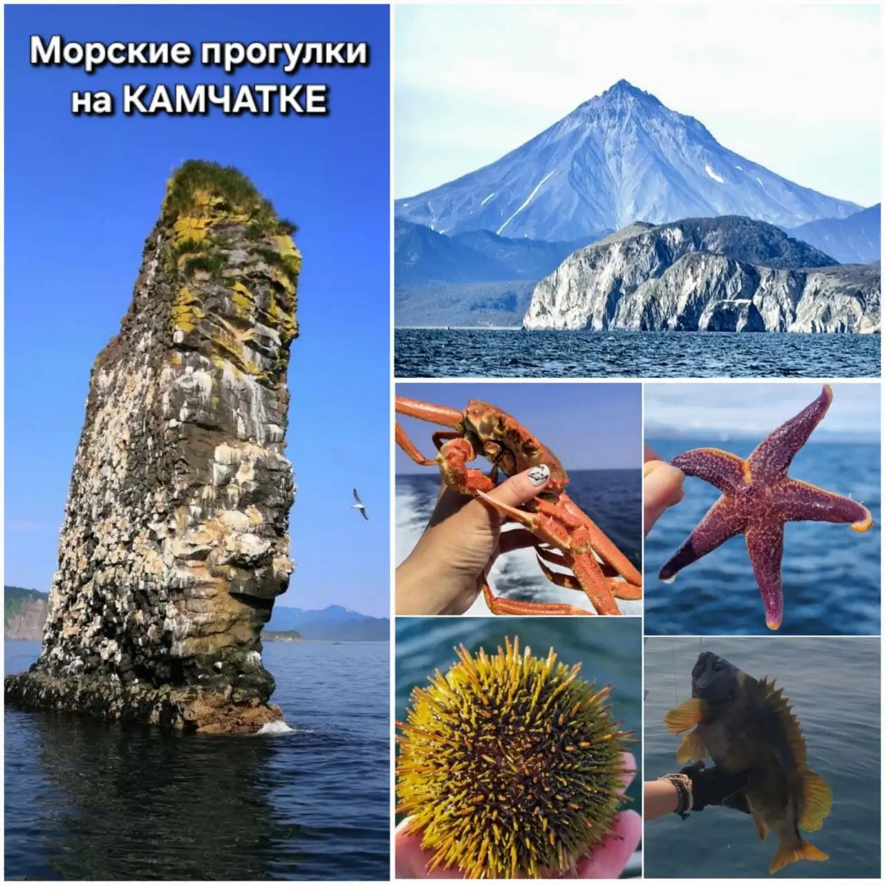 Морские прогулки на Камчатке - морские прогулки (Услуги) в Петропавловск-Камчатский